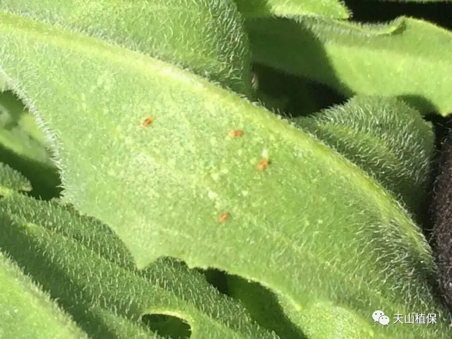 原创警报棉蓟马偏早发生和越冬代棉铃虫产卵量大