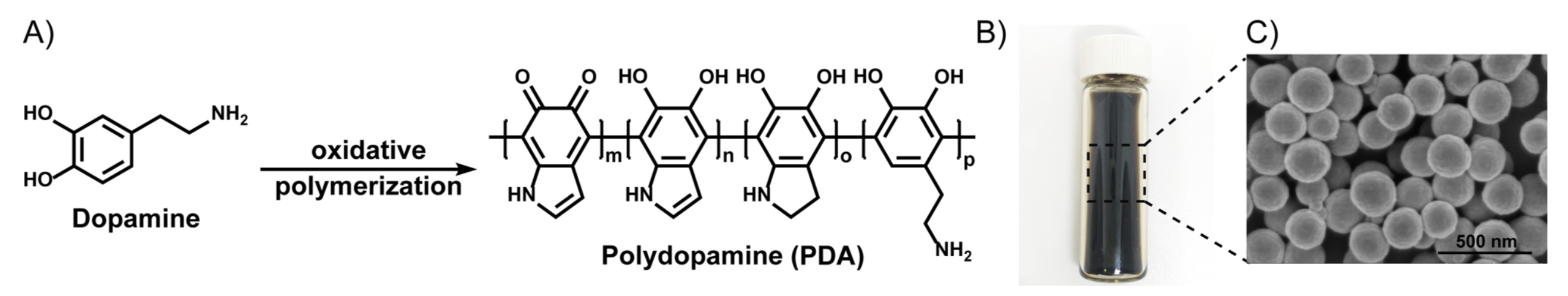 聚多巴胺分子结构图片