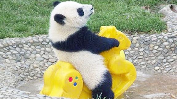 大熊猫玩木马的样子真的好萌打架的样子更是萌翻了