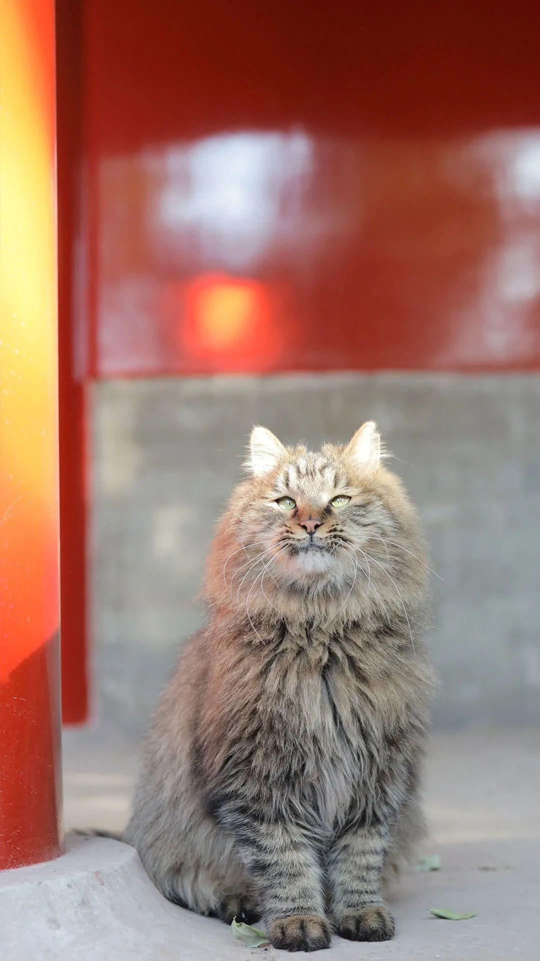 图赏|暮春,听故宫御猫们的召唤