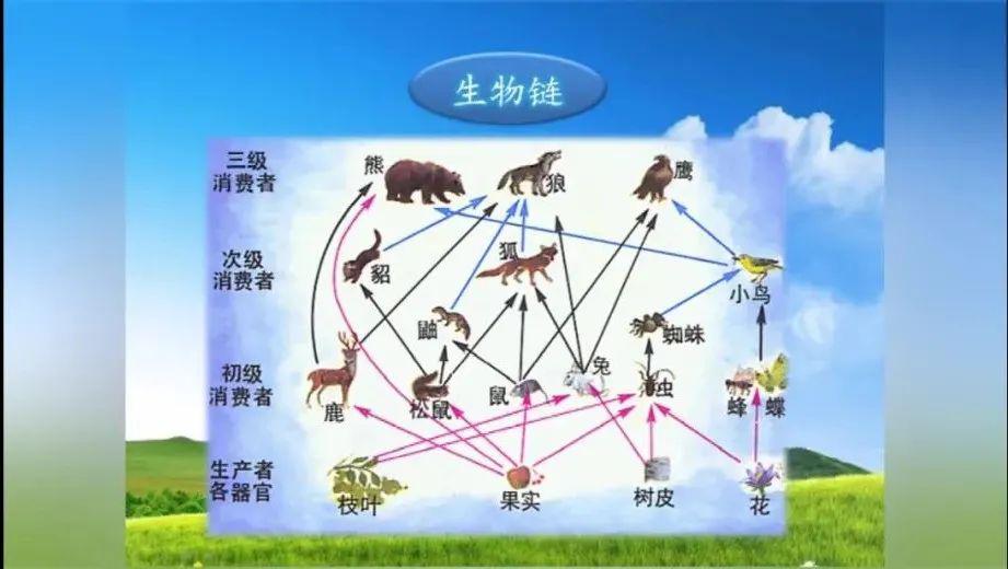 附小课程生命教育之保护野生动物共建生态家园