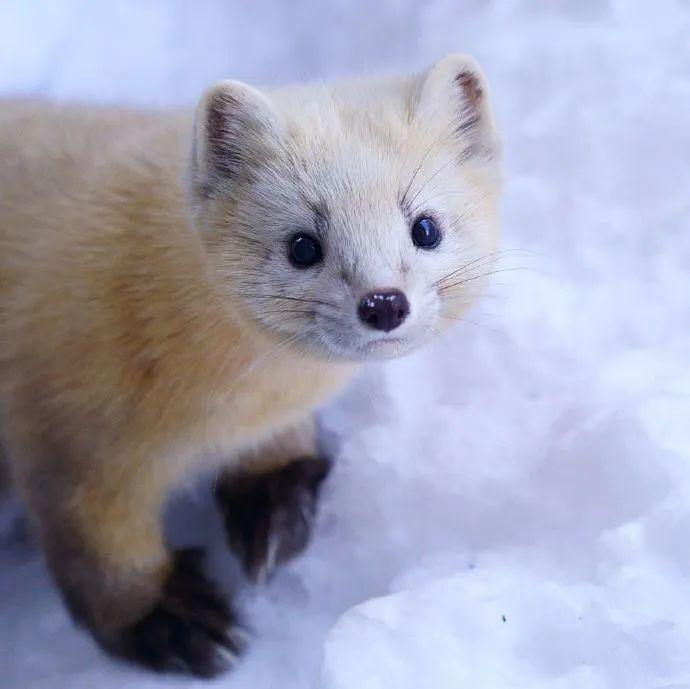 摄影师拍摄到的北海道小精灵紫貂