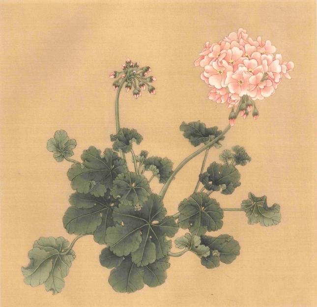 天竺葵.虞美人.白鹤芋