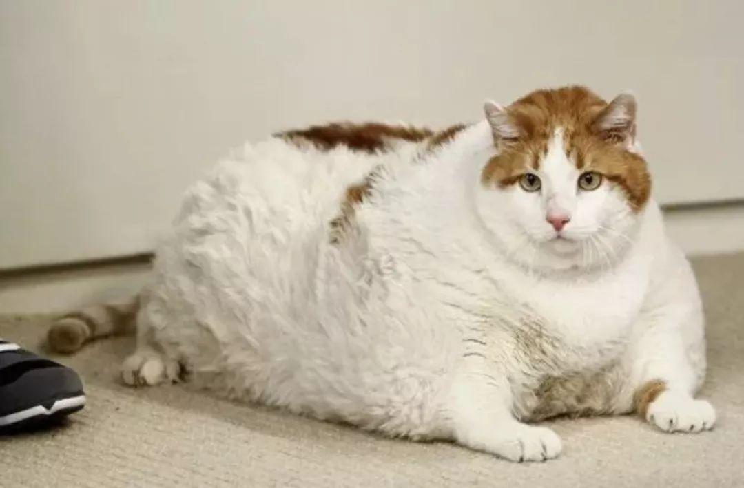 胖猫很可爱?其实它很危险!
