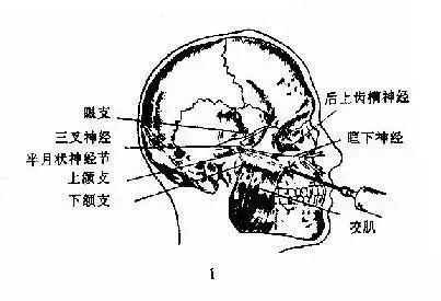 腭前神经阻滞麻醉又称腭大孔麻醉法本法适用于上颌双尖牙,磨牙的腭侧