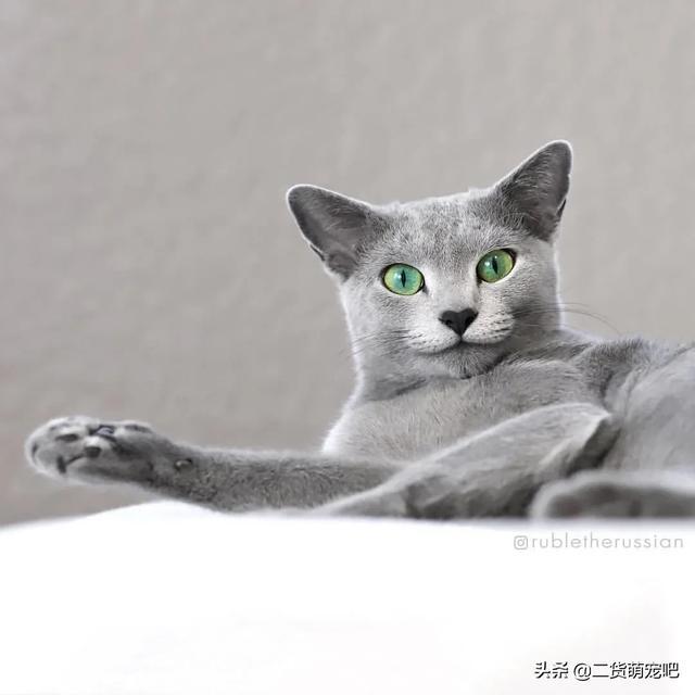 这只俄罗斯蓝猫天生自带上扬嘴角人称微笑小绅士