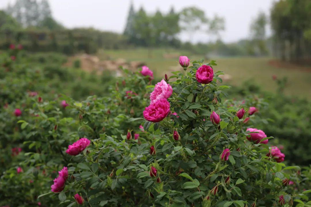 5月邀你共赏湖州这片玫瑰花海
