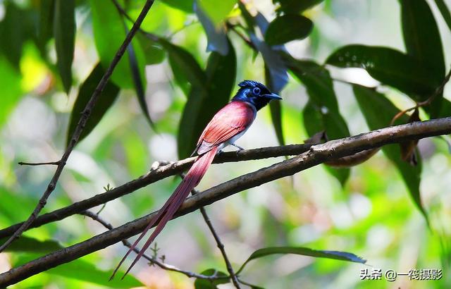 在校园里第一次拍到长尾巴的寿带鸟