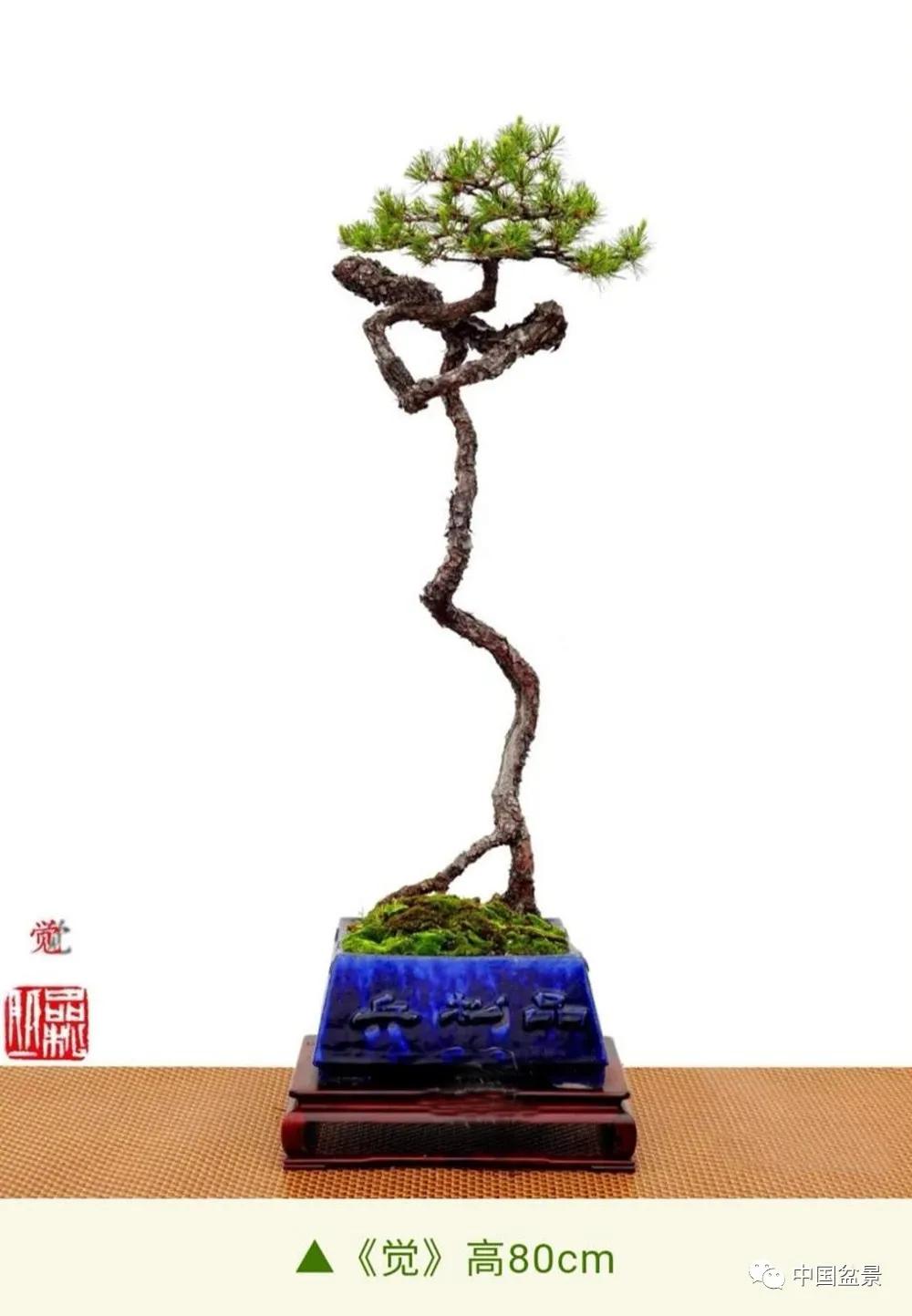 在乎简喻一一韩学年山松盆景单字命题的意象