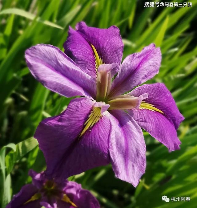 金盏花水塔花花烛绣球花石竹叶子花鼠尾草碧冬茄三色堇牡丹殊绝委春风