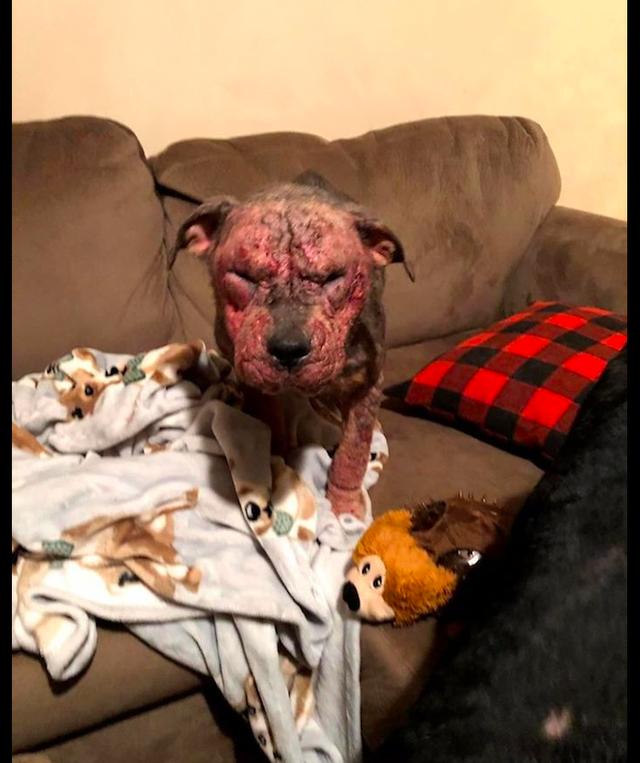 原创狗狗因病模样丑得吓人还被列入安乐死名单好心人让它脱胎换骨