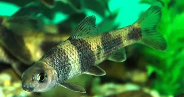 每日一鱼华鰁体侧有四块宽阔的垂直黑斑