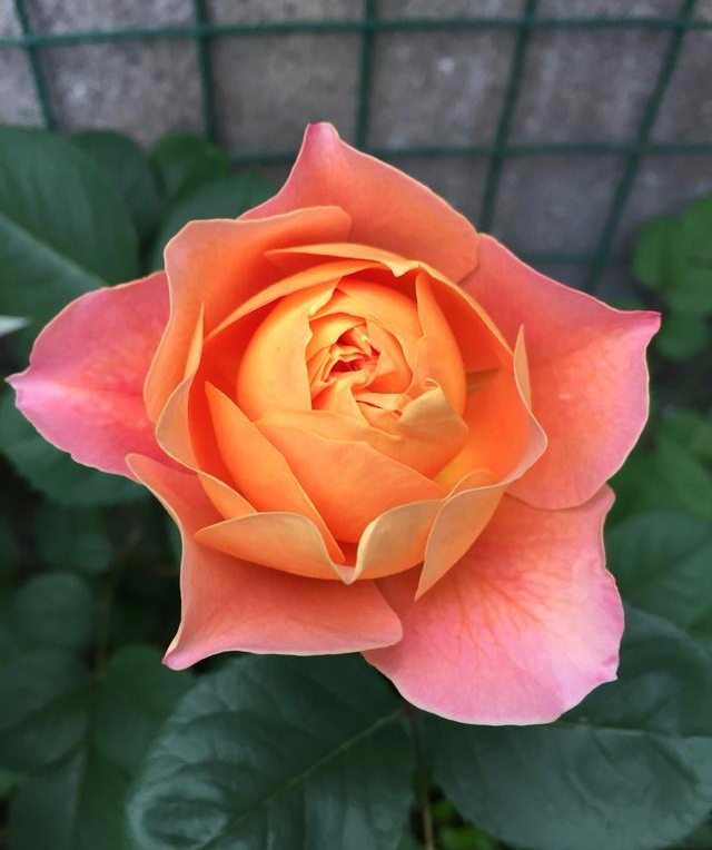 大花藤本月季印象派花朵硕大香味温和居家盆栽之首选