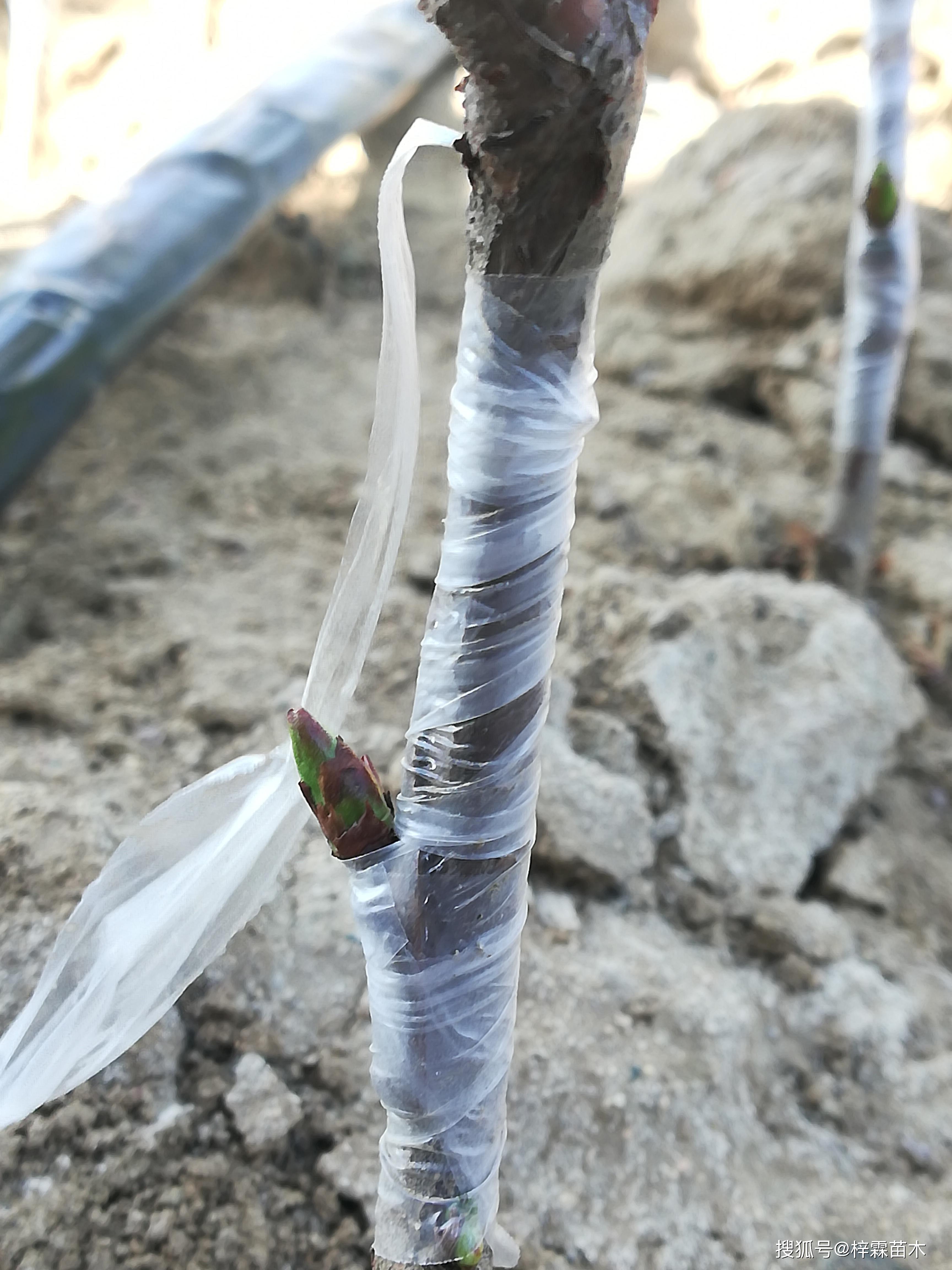 吉塞拉砧木的培育与大樱桃品种嫁接