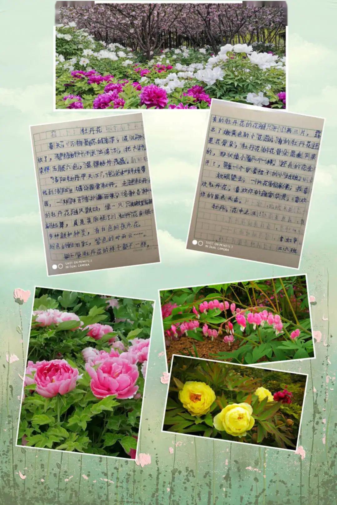 欣赏着一朵朵盛开的牡丹,品味着他们一句句稚嫩的感言,有种身临其境