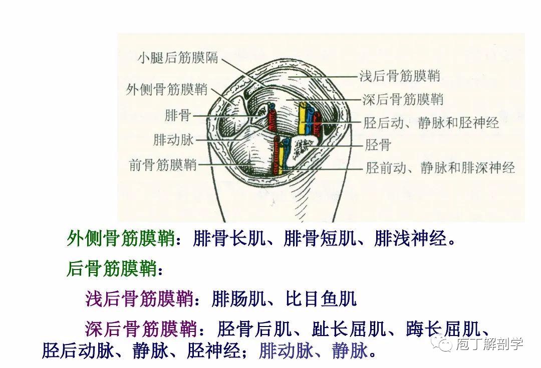 下肢腿部功能解剖