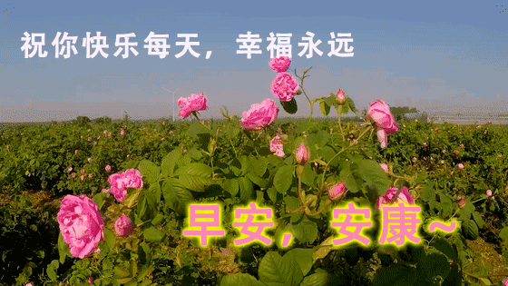 560_315gif 动态图 动图