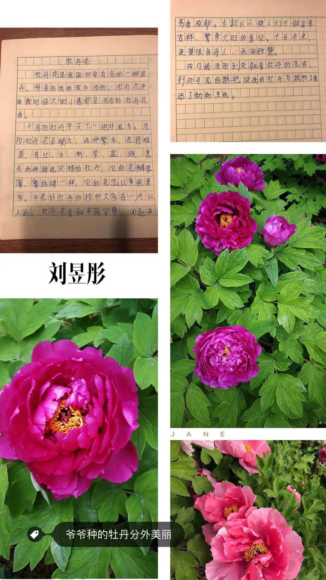 欣赏着一朵朵盛开的牡丹,品味着他们一句句稚嫩的感言,有种身临其境