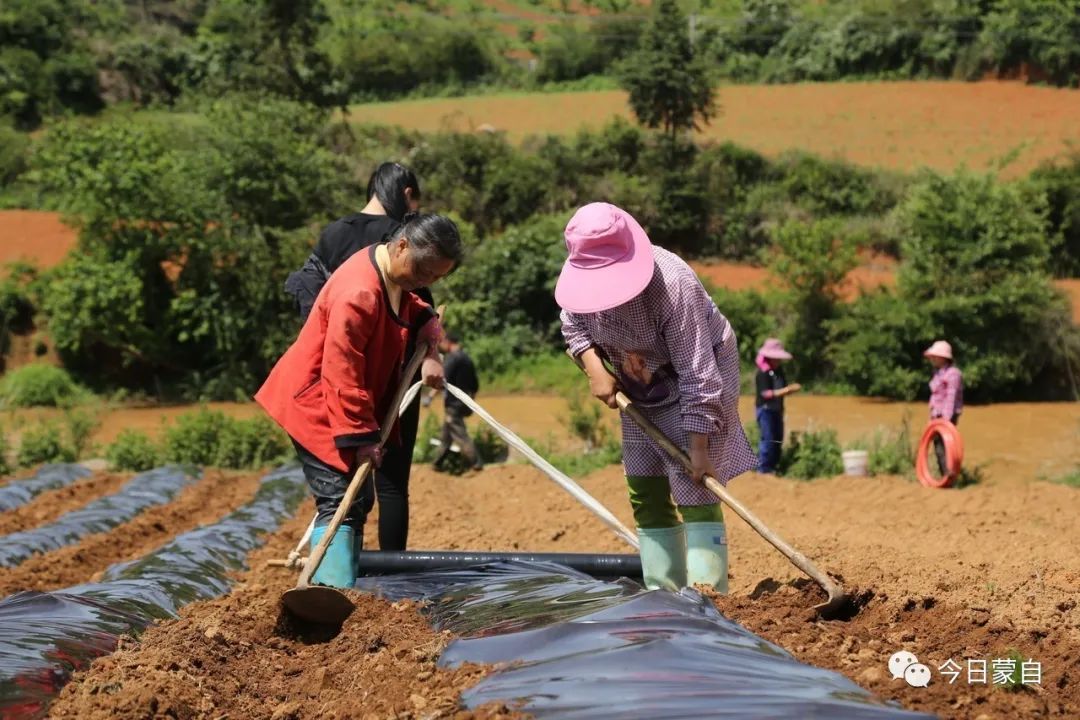 蒙自芷村镇按下烤烟移栽"快进键,完成4万余亩烤烟移栽任务!