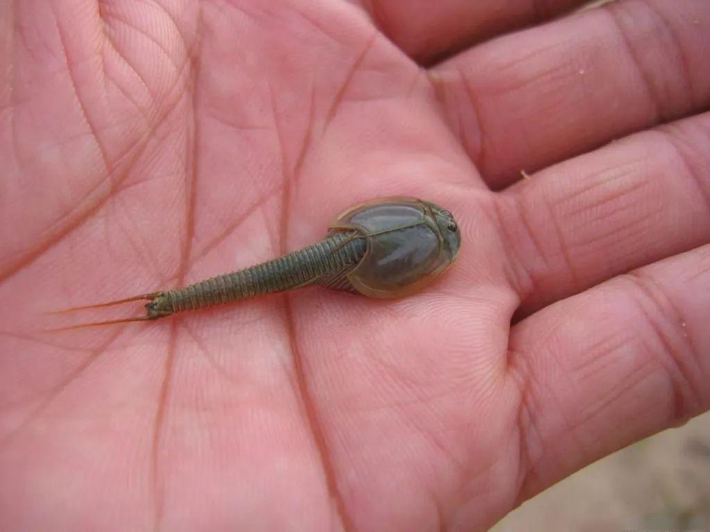 无意间的重大发现67消失半个多世纪的鱼重现中国海域