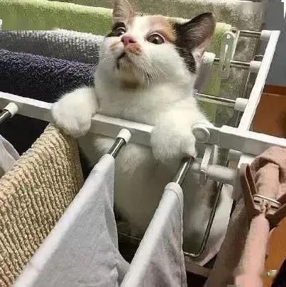家里的猫不见了主人一点也不急走到阳台晾衣服时被笑翻