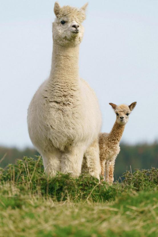 五颜六色瘦弱红鹿羊驼母子扬州