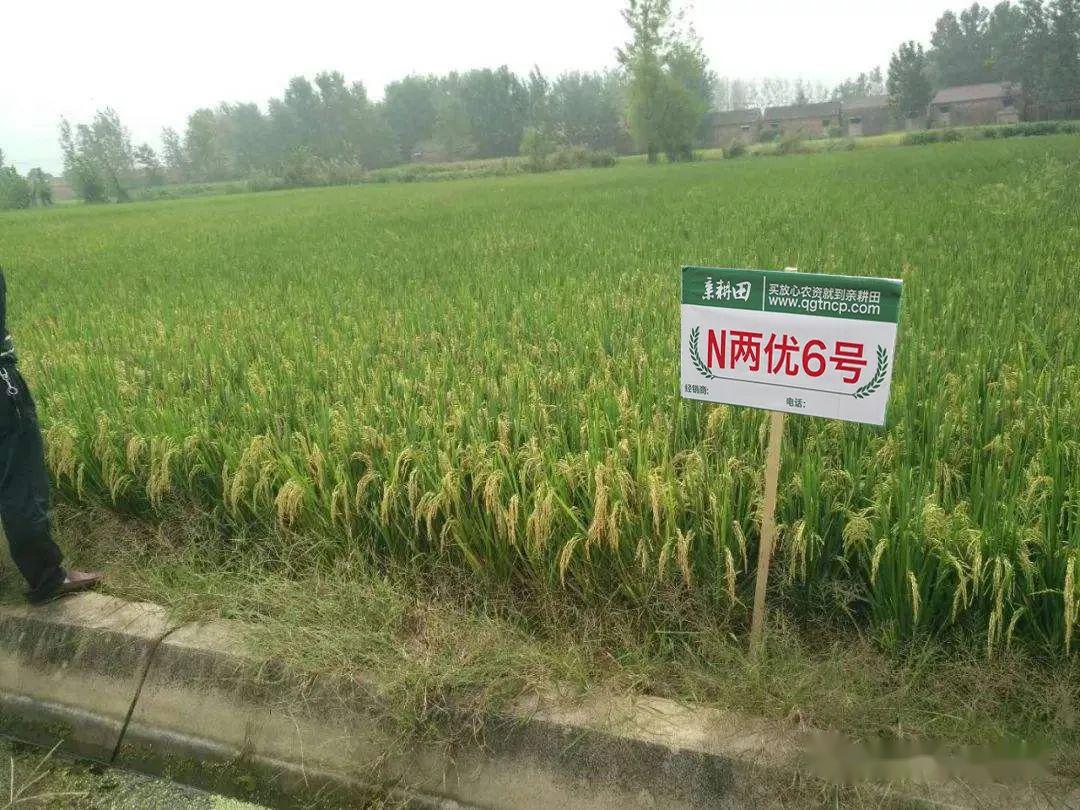 亲耕田稻种推荐——n两优6号