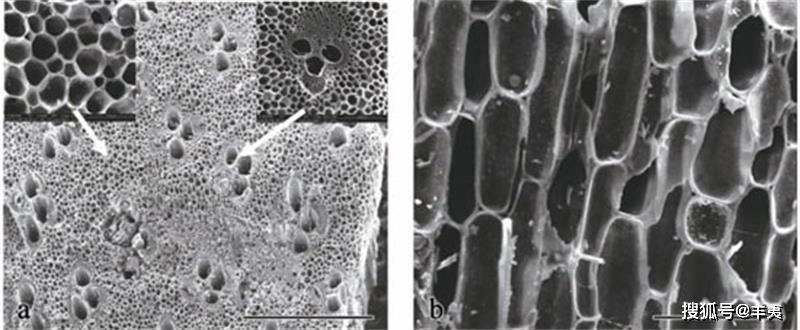 生物炭中微量元素微生物菌剂厉害了竟然可以瞬杀有机碳肥