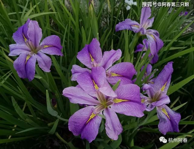 金盏花水塔花花烛绣球花石竹叶子花鼠尾草碧冬茄三色堇牡丹殊绝委春风