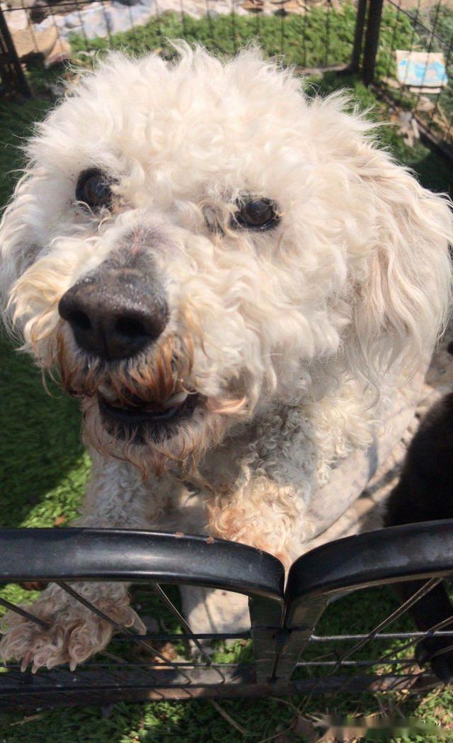 黑比熊流浪两个月超怕人还险被撞为救它义工只好放大招