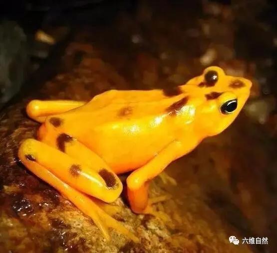 巴雨林中一种金色的蟾蜍,有着青蛙外形,其卵孵化成蝌蚪仅需一天