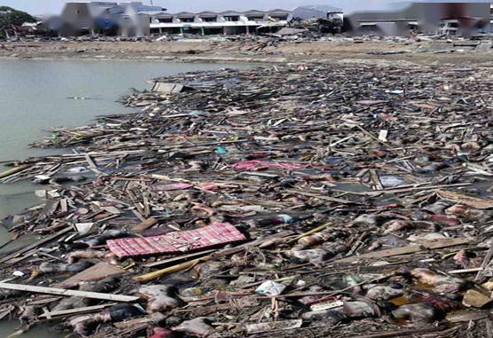 04年海啸泰国普吉岛图片