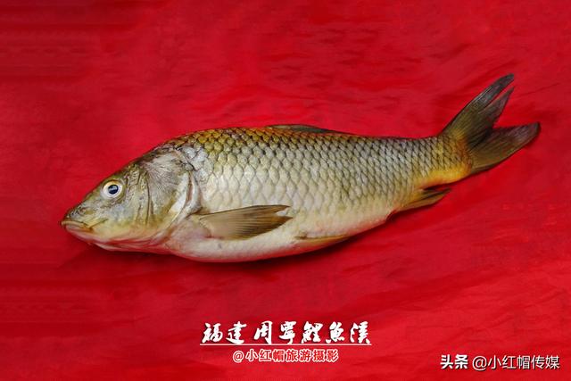 重庆网红鲤鱼被偷捕可这个地方却要给死后鲤鱼举行葬礼