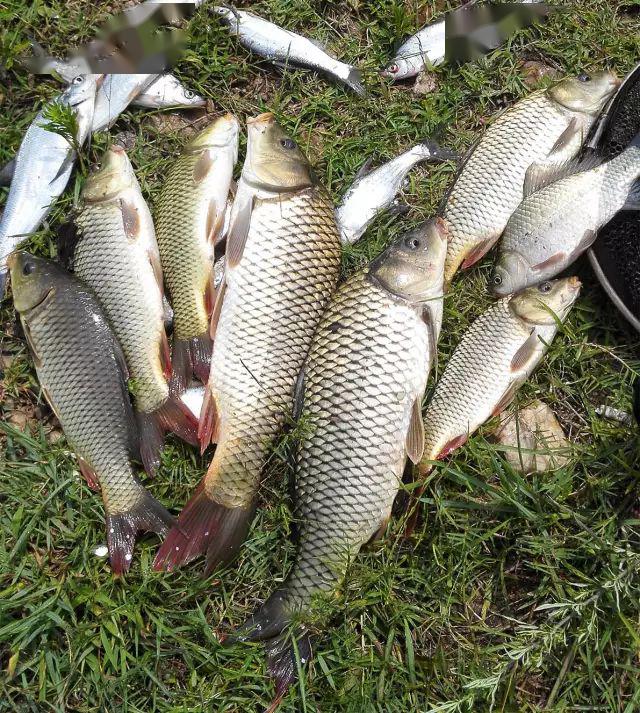 开着jeep去水库钓鱼,雨夜激战渔获颇丰