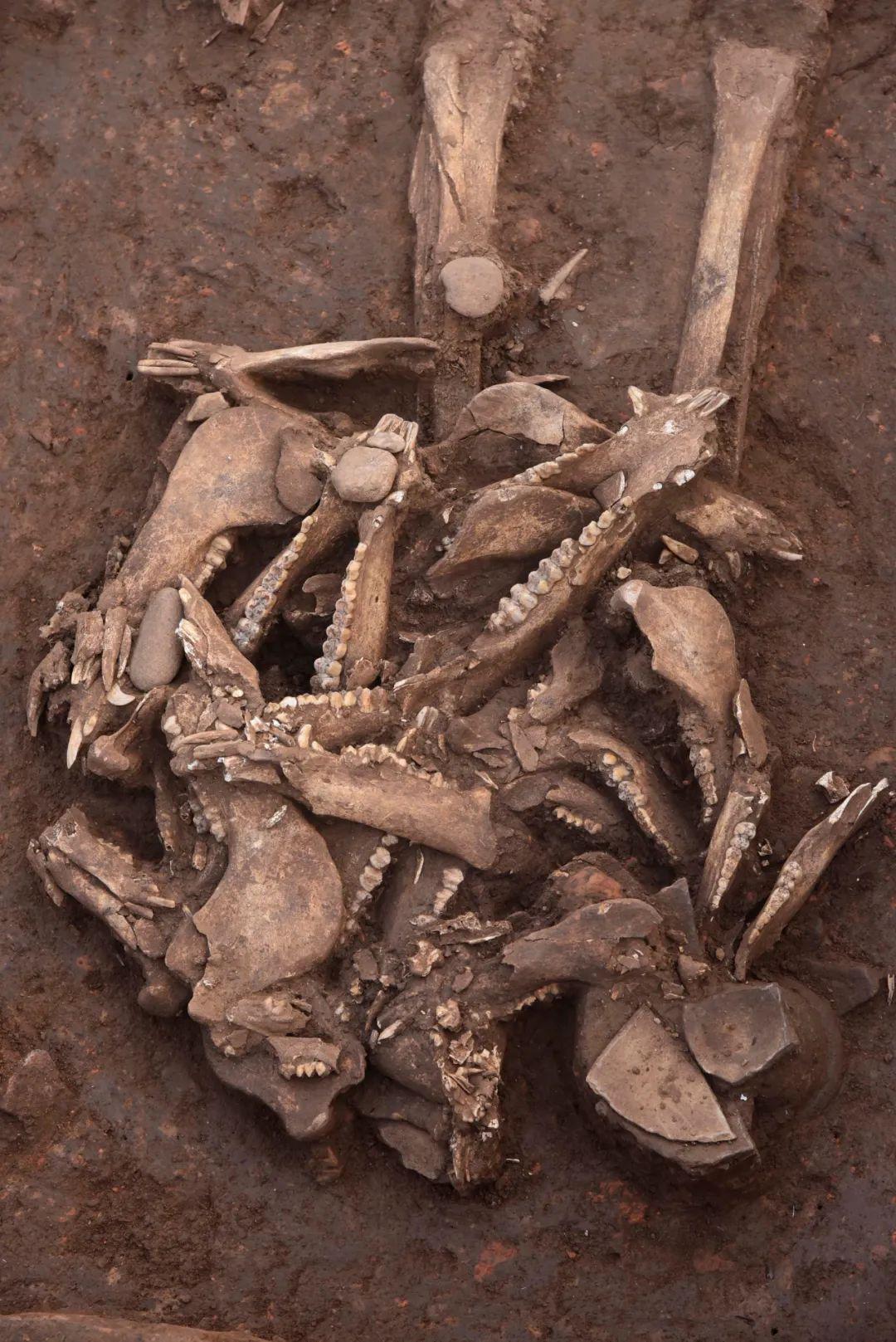 节目预告央视南阳黄山遗址纪录片