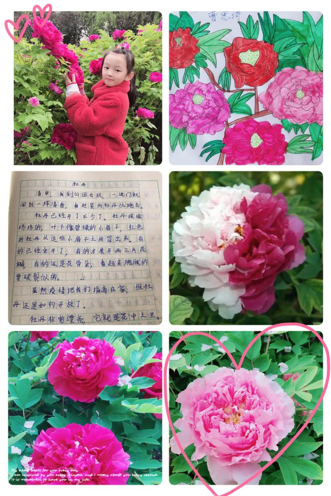 欣赏着一朵朵盛开的牡丹,品味着他们一句句稚嫩的感言,有种身临其境