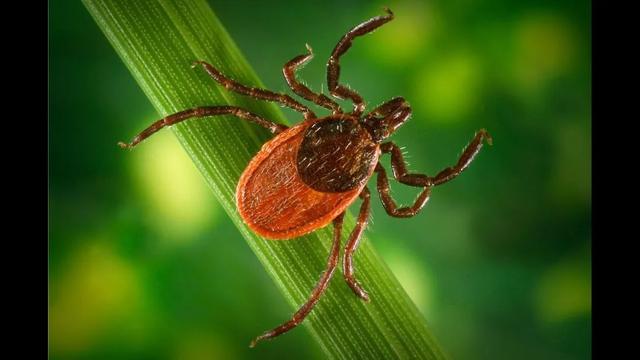但是在传播疾病方面,蜱的威力不可小觑,在虫媒疾病中,蜱传播的病原体