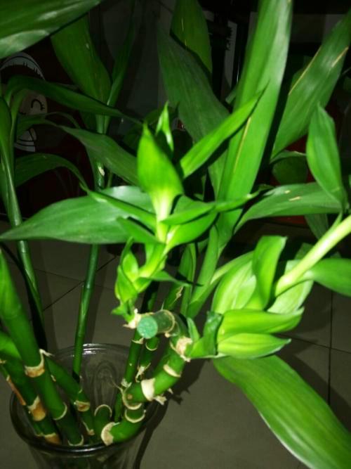 富贵竹终年翠绿挺拔,寓意招揽财运,2种营养水多来点,更好看了