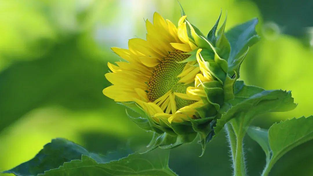 十首舒缓减压的唯美轻音乐带你聆听大自然的声音