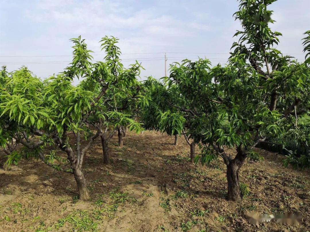 67赣南种植桃树5月摘心化控是关键