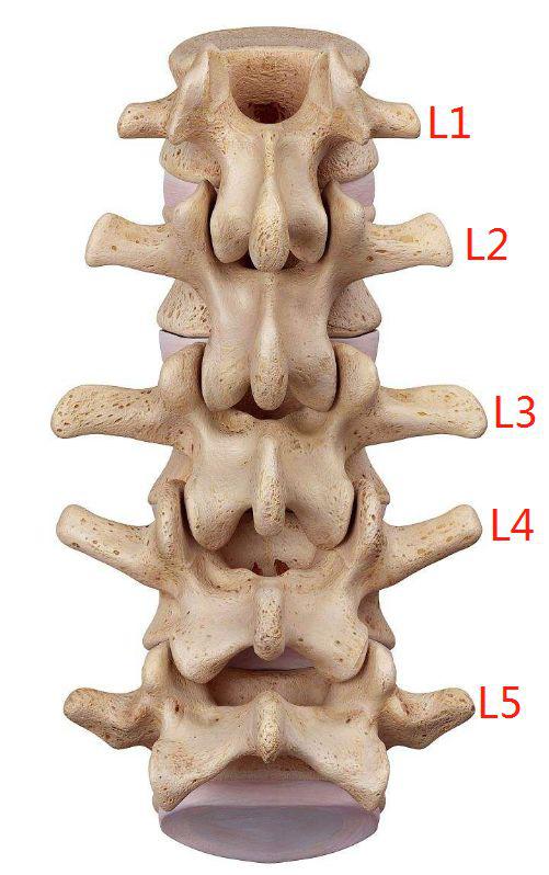 腰椎1-5的位置图片图片