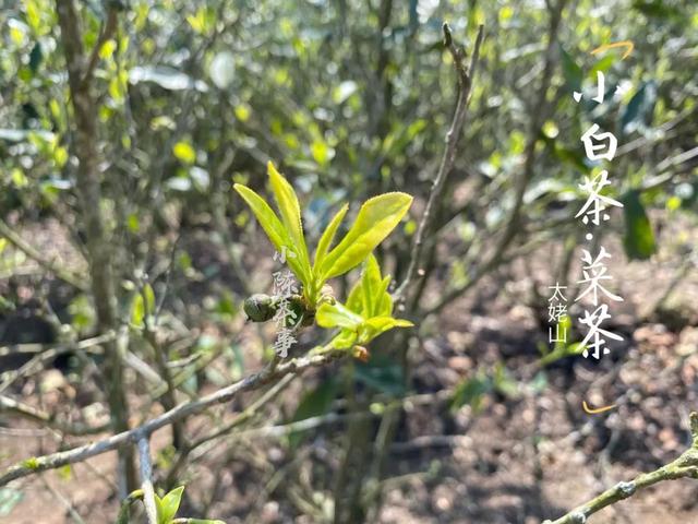 菜茶是武夷山独有的吗?_茶树