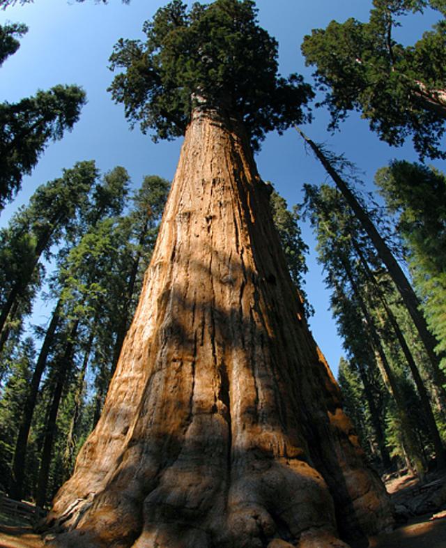 全球最大的树,有3500多年历史,直径达11米,需20人环抱才能抱住
