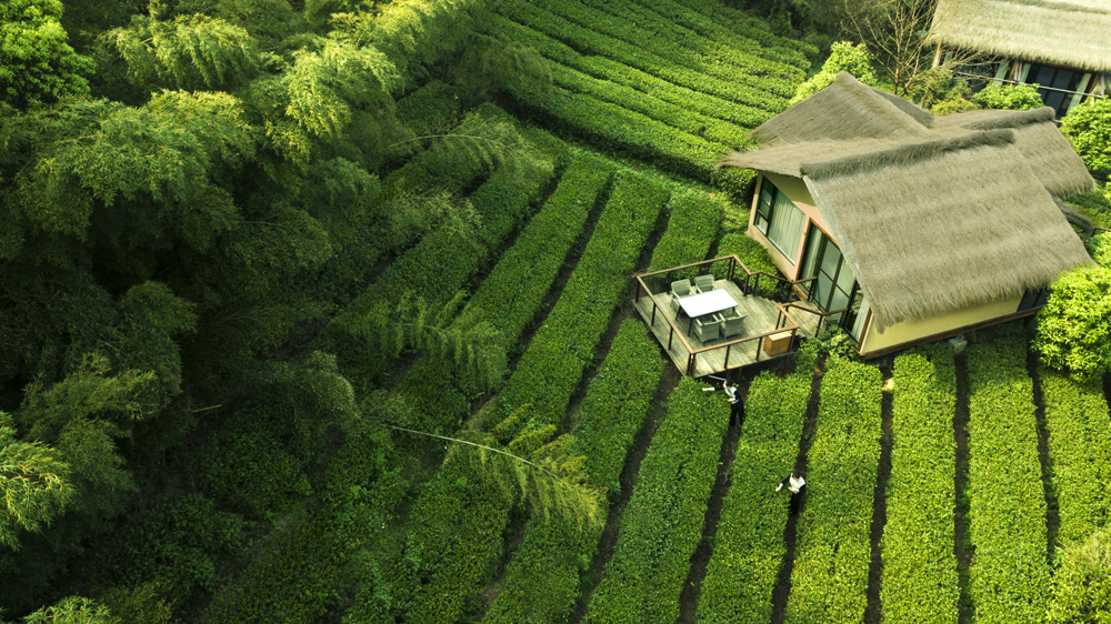 茶园里的森泊小木屋