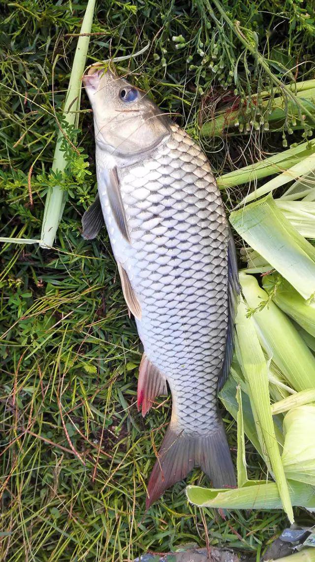 开着jeep去水库钓鱼,雨夜激战渔获颇丰
