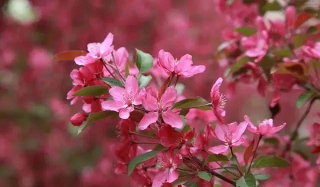 园内有雪球,绚丽,红丽,红宝石,狐尾海棠,草莓果冻,冬红果,拿斯露,艾瑞