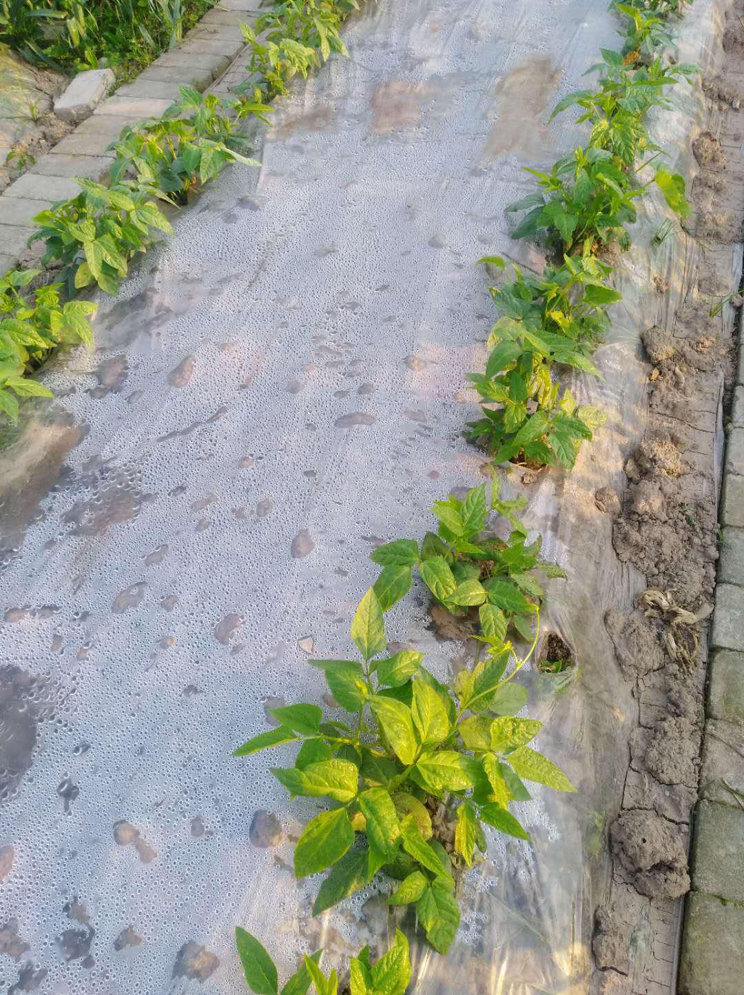 春季豇豆种植注意事项