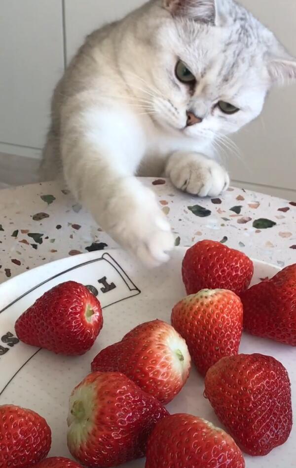 猫咪想要偷吃草莓,伸手就往盆里掏,结果不尽人意!