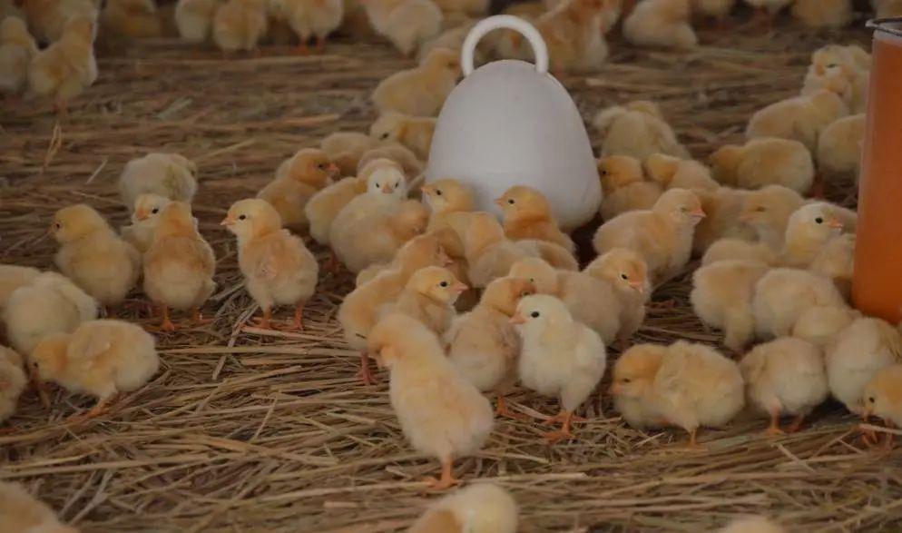 如何正确给小鸡开水开料养殖就省心省事