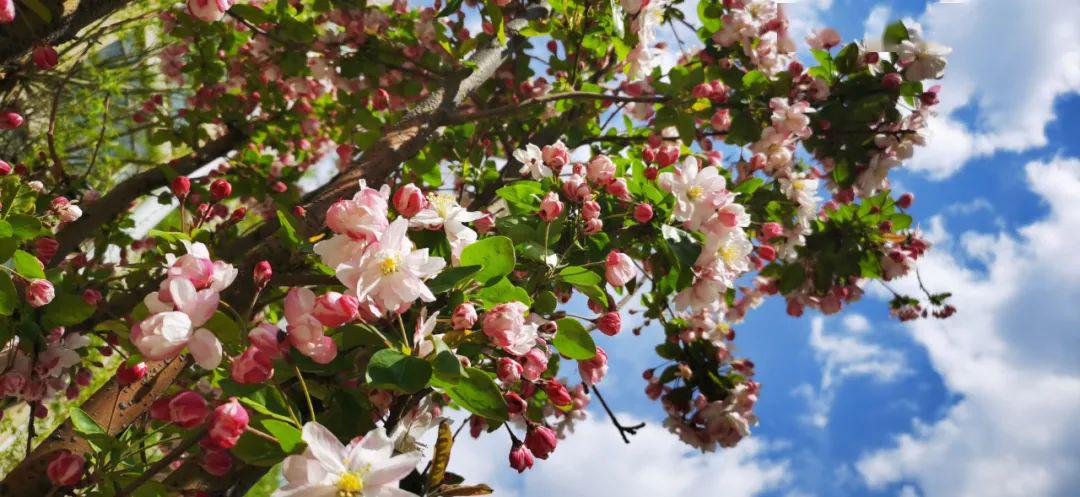 乍暖还寒不识春海棠花开是春深